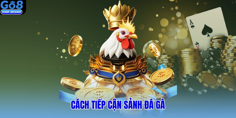 Cách tiếp cận sảnh đá gà